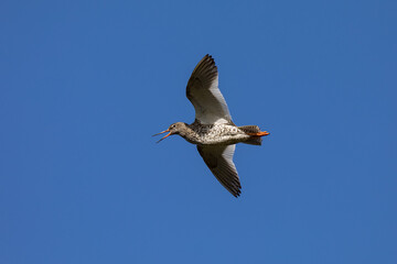 redshank ,wildlife in Iceland