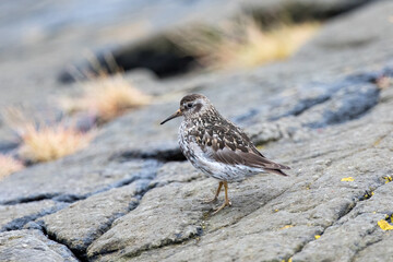 sandpiper ,wildlife in Iceland