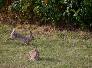 Springende Kaninchen auf dem Rasen