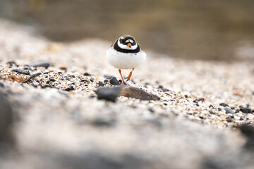 plover ,wildlife in Iceland