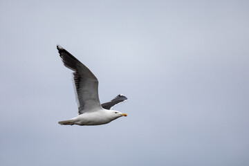 gull ,wildlife in Iceland
