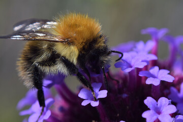 Close up of Carder Bumble Bee on flowers