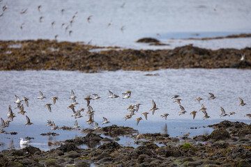 sandpiper ,wildlife in Iceland