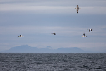 gannet ,wildlife in Iceland