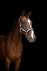 Fototapeta premium Pferdeportrait vor dunklem Hintergrund