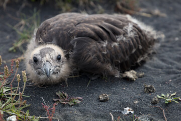 Great skua chick, wildlife in Iceland