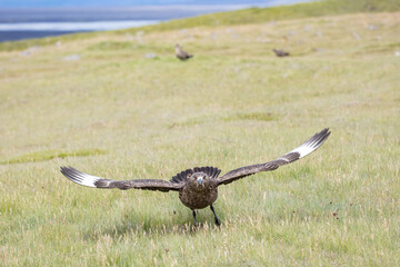 Great skua, wildlife in Iceland