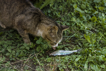 cat eating small fish on green grass