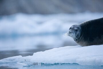 Bearded Seal on Iceberg, Greenland