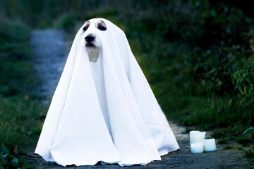 dog in a ghost costume, close-up portrait of a pet in the forest. Halloween party
