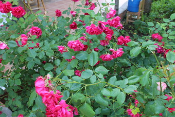 flowers in garden