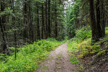 Fototapeta na wymiar Empty hiking trail in the Paul Lake Provincial Park British Columbia Canada.