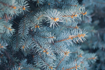 Naklejka na ściany i meble Blue spruce tree branches in winter. Beautiful Christmas greeting card, xmas holiday. Winter background with bokeh, pine macro, blue background with copy space