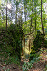 Krummer Baum im Wald