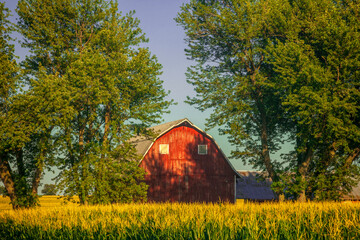 Red barn on a corn field