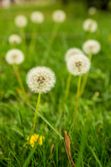Dandelions in magnificent greenery, macro