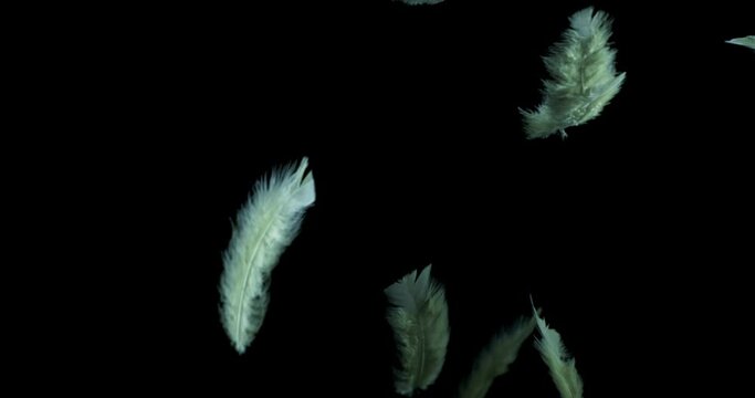 Isolated colour feather floating down in the air on the black background