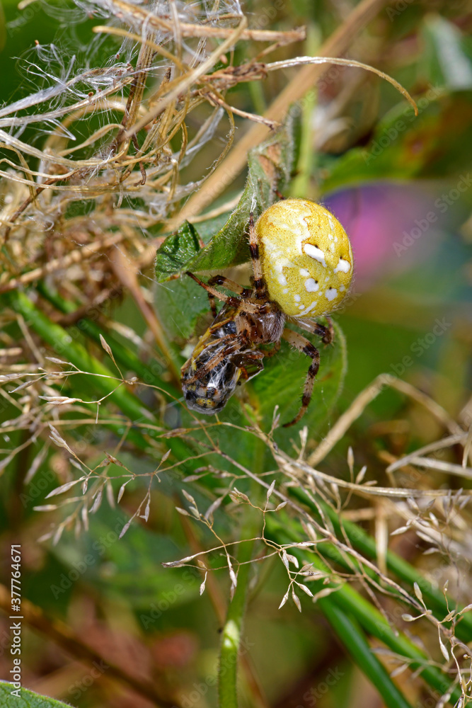 Wall mural four-spot orb-weaver with captured wasp / Vierfleckkreuzspinne (Araneus quadratus) mit erbeuterer Wespe