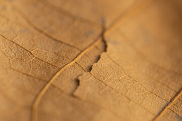 Golden Autumn leaf close-up or macro showing it's textured patterns or veins