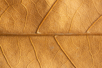 Fototapeta na wymiar Golden Autumn leaf close-up or macro showing it's textured patterns or veins