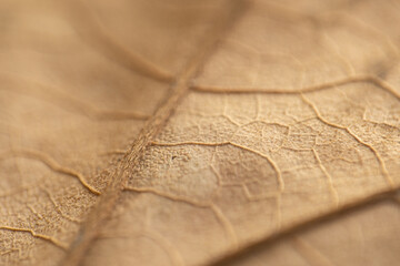 Naklejka premium Golden Autumn leaf close-up or macro showing it's textured patterns or veins