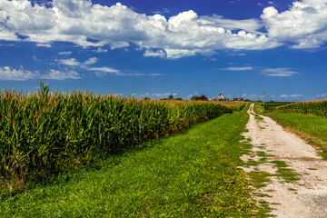 Fototapeta na wymiar Gravel road past a corn field to a farm