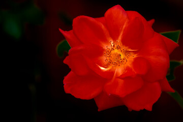 Fototapeta na wymiar rose flower in the evening
