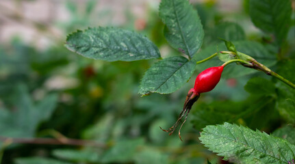 The wild rose Bush.Fresh ripe red rosehip on a green branch with leaves