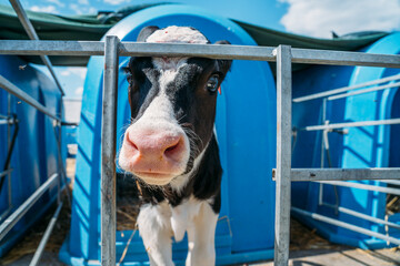 Young cute calf in box or calf-houses at dairy farm.