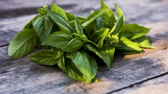 Bunch of fresh basilic in sunlight with moving shadows