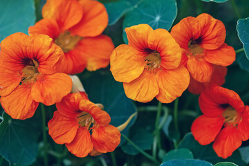 Orange garden nasturtium flowers (Tropaeolum majus), closeup - obrazy, fototapety, plakaty