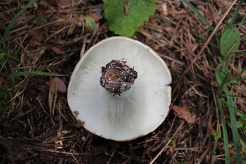 mushrooms in the forest