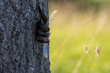 Mating great grey slugs hanging down from tree