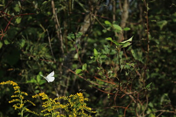 White butterfly in the woods