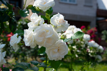 white roses in the garden