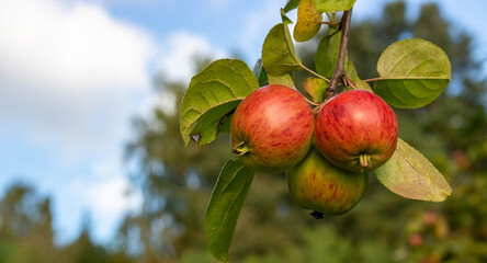 Three shiny delicious apples hanging from a tree branch in an Apple orchard against the sky on a Sunny autumn day. Space for your text