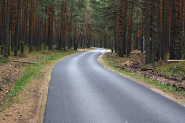Fototapeta premium A road stretching into the distance among a beautiful pine forest