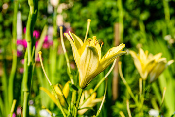 Blooming yellow lily on a flowerbed at summer