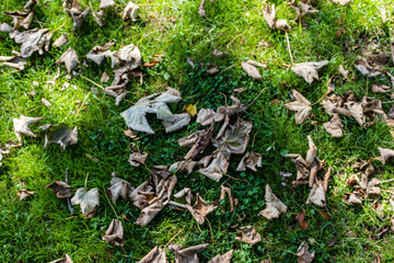 Fallen sycamore leaves