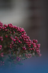 Crassula x schmidtii close up as a background