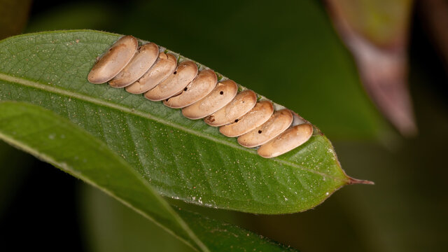 Grasshopper Eggs On A Jabuticaba Leaf