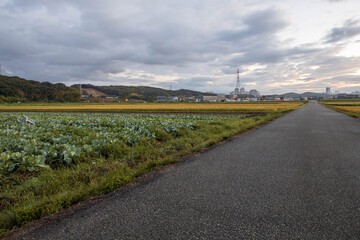 Fototapeta na wymiar Empty road through farmland at dawn