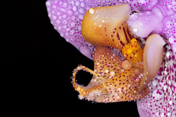 Orchidea macro