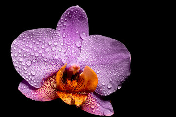 Orchidea macro