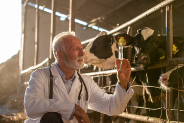 Veterinarian holding syringe and needle for cattle vaccination