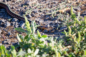 snake in the grass