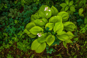 Looking down on hostas and flowers