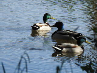 Obraz premium Three ducks are floating on the water