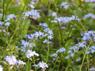 Blue tiny flowers