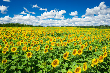 Fototapeta premium Stunning sunflower field in summer, aerial view